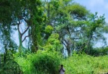 పాపన్నపేటలో డ్రైనేజీ పనులు ప్రారంభం